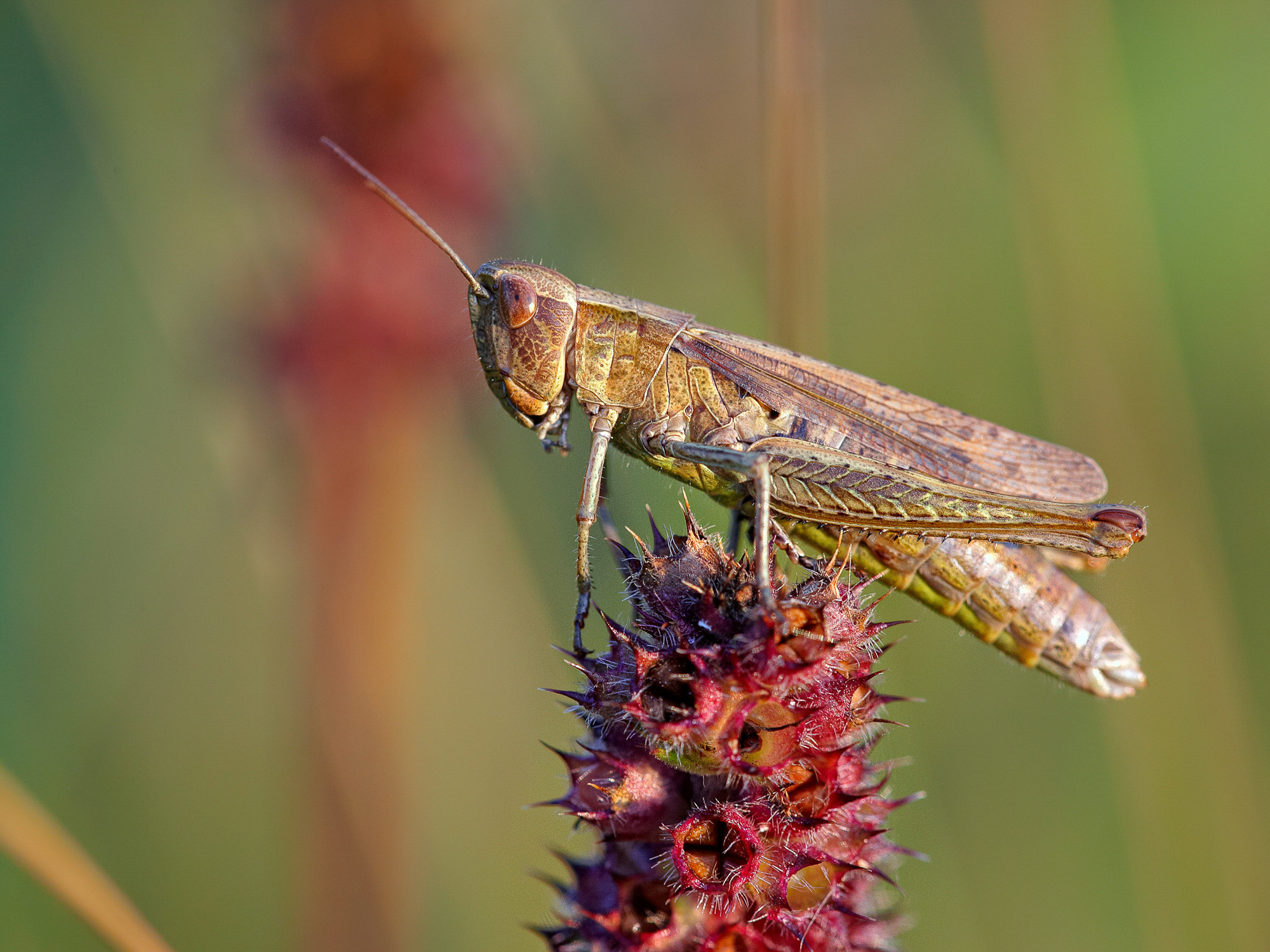 Nightingale Grasshopper (Chorthippus biguttulus)